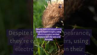 Echidna didyouknow facts [upl. by Seavey]