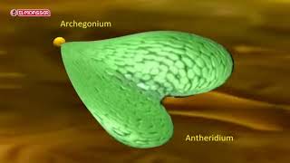 Biology  3Sec life cycle of a fern plant Polypodium [upl. by Gardner]