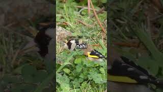 Life of goldfinch 😍goldfinchsinging goldfinches goldfinchsong youtubeshorts youtube youtuber [upl. by Eille]