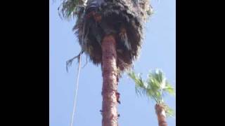 San Diego Palm Tree Maintenance [upl. by Wendalyn]