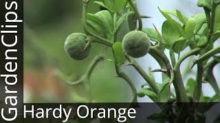 Hardy Orange  Poncirus trifoliata  An unusual hardy flowering citrus with wicked barrier thorns [upl. by Beniamino]