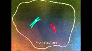 Mitosis claymation with prometaphase [upl. by Ahtoelc]