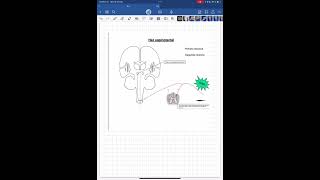 Vías medulares ascendentes complementarios espinotectal espinocerebelosos espinoolivar [upl. by Enilesoj]