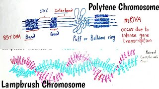 Giant Chromosomes  Polytene Chromosomes and Lampbrush Chromosomes  Giant Chromosome Hindi amp Eng [upl. by Cohe]