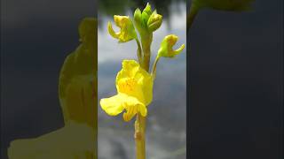 Bladderwort  carnivorous plants that eat animals [upl. by Troc]