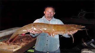 Biggest Shrimp Ever Caught [upl. by Legnaleugim]