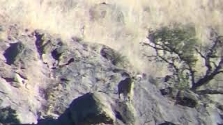 HESproul Ranch West Texas Aoudad Sheep [upl. by Ossie]