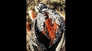 Arizona Quail Guide with Double Aero Guides Mearns 20152016 [upl. by Stiles]