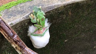 Malabar Frogs Create Foam Nest [upl. by Anwahsar]