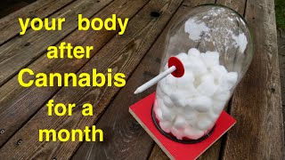 Your Body ● After Smoking Cannabis for a Month [upl. by Encratia108]