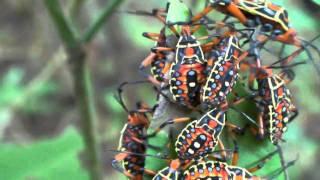 Mesquite Bug Nymphs of Costa Rica  Thasus acutangulus [upl. by Naziaf]