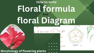 How to draw Floral formula and Floral Diagram class 12  in Hindi [upl. by Anecuza319]