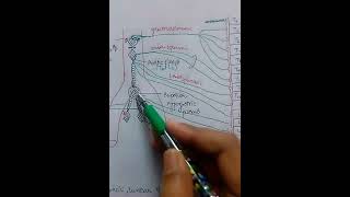 Splanchnic amp hypogastric system [upl. by Aikaz873]