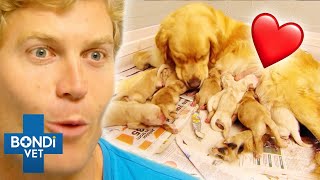 Most Adorable Puppies Being Born ❤️🐶 Bondi Vet Compilation [upl. by Brunn]