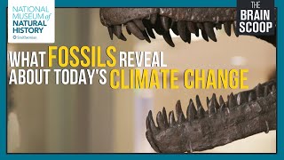 What Fossils Reveal about Todays Climate Change [upl. by Laurita]