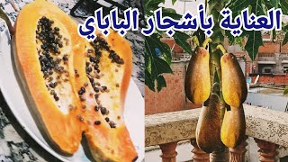 معلومات مهمة لي أشجار الباباي طريقة سماد والحصاد ولجودة بأشجار الباباز [upl. by Holland951]