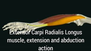 Extensor Carpi Radialis Longus muscle extension and abduction action [upl. by Gun]