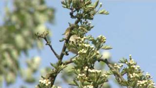 Iberian Chiffchaff Song [upl. by Eitak]