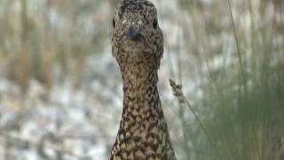 306 Willow ptarmigan Alaska USA [upl. by Leahcim]