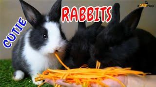 LIVE DICTIONARY  4K Animal Footage  RABBIT  CON THỎ  LAPIN  KANINCHEN  ウサギ  토끼  n39 vlog [upl. by Lettig]