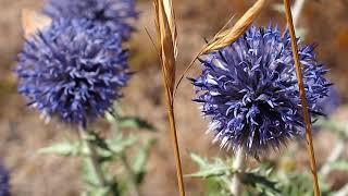 Le chardon bleu Echinops ritro [upl. by Nibbs]