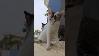 please subscribe 1millionviews catvideos subscribe support [upl. by Sutsugua]