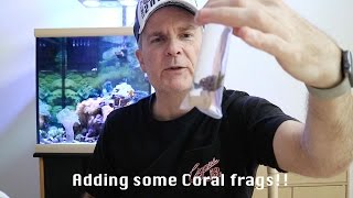 Adding Coral frags to my saltwater tank [upl. by Chimene450]