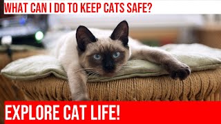 Keep Your Cat Safe Indoors Tips and Strategies [upl. by Jarnagin]