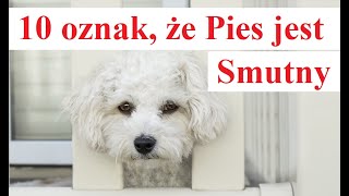 10 oznak że Pies jest Smutny [upl. by Meela]