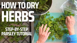 Drying Herbs in a Dehydrator  Quick Guide for Best Color and Flavor [upl. by Arded]