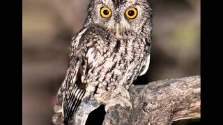 36 Screech Owl Whiskered Male telegraphic trill [upl. by Maltz]