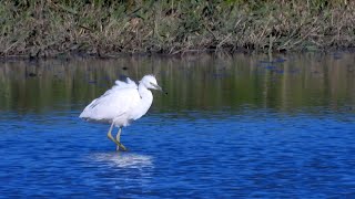 Goldcliff Birding 197  Little Ringed Plover 4K [upl. by Judson395]