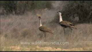 Great Indian Bustard pair in Indian desert [upl. by Liuka]