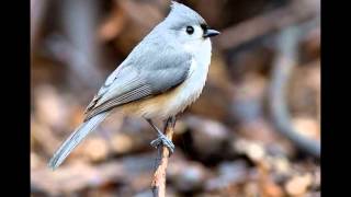 Oiseaux du Québec 3 Mésanges Roitelets Sittelles et autres [upl. by Farrand]