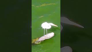 HERON ON THE LAKE wildnature herons wildlife lakes lake travel drone [upl. by Ellennaj863]