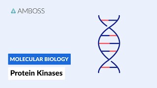 Protein Kinases Cell Signaling and Phosphorylation [upl. by Nojram]