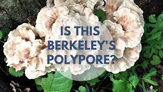 Berkeleys Polypore Mushroom Identification and Look Alike [upl. by Etat248]