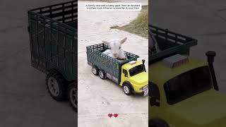 rescue baby goat from abusive mother goat animals shorts [upl. by Garv797]