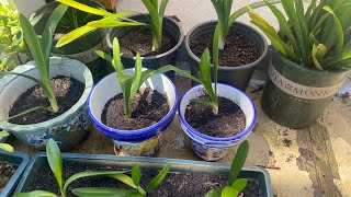 A15Clivia Miniata Guide to Repotting and Propagation [upl. by Sivrep520]