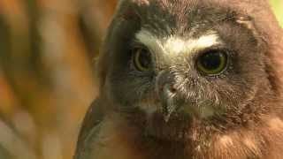 Banding Sawwhet owl chicks  Season Three [upl. by Petra]