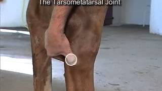 IntraArticular Joint Injections The Hock [upl. by Vincelette84]