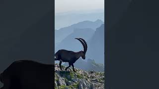 Ein Stoltzer Steinbock🙏Mächtig und kraftvoll🥰mein Kanal🍀Bergwelt Schweiz❤️‍🔥🇨🇭💫🇨🇭 [upl. by Clarkin]