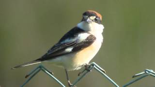 Woodchat Shrike  Roodkopklauwier [upl. by Neiviv263]