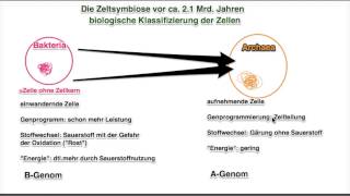 Grundlagen Mitochondrien 3 Schema [upl. by Erica374]