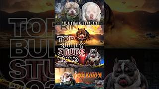 Pocket Bully Studs Stud Service Stud Fees amp Info Top Bully Studs 2024 venomline [upl. by Barbe650]