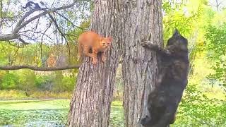 😺 🧗🏽‍♂️Cute kittens and cats climbing during a beautiful fall day 🍁🍂 Quick battle up High 👊🏽🌳 [upl. by Atsillak]