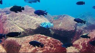 Maingano Island Lake Malawi  African Cichlids  HD Underwater Footage [upl. by Aihsot]