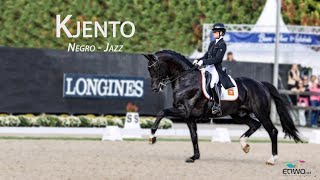 Kjento Negro – Jazz Dutch Warmblood Stallion [upl. by Richarda395]