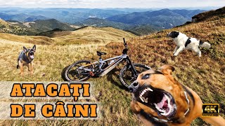 Biciclisti atacati de caini prin muntii Romaniei [upl. by Sileray]