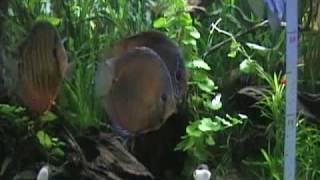 Discus Brown Santarem size 2009 03 23 [upl. by Boyse80]